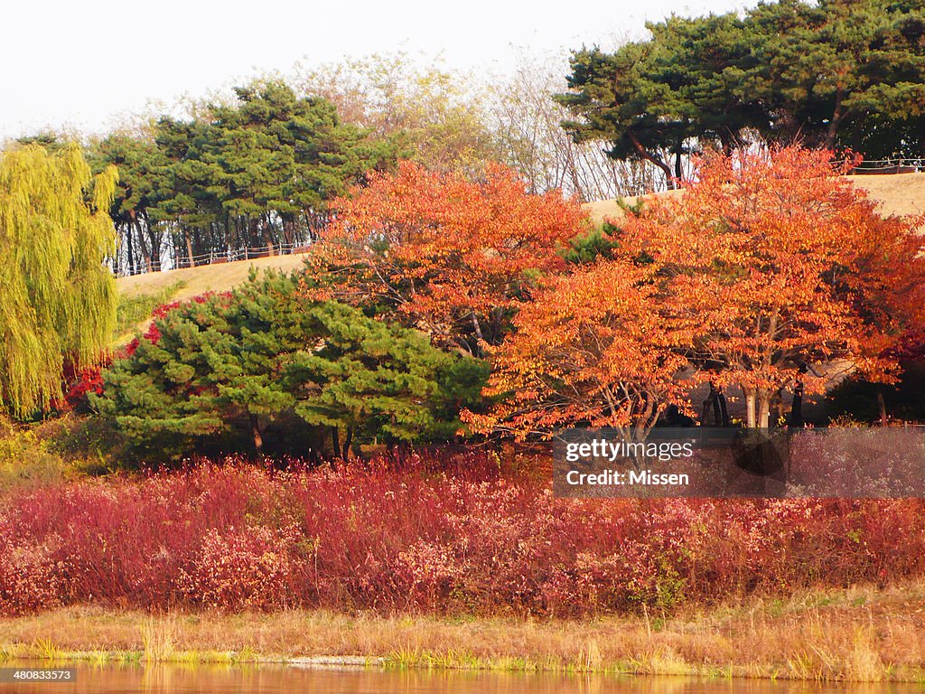 Multi-colored fall foliage in park, Seoul, South Korea