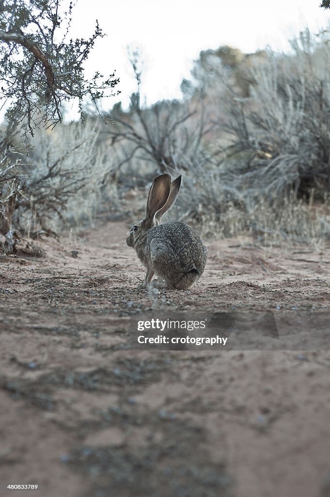 Rabbit in wilderness