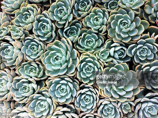 Close up of succulent plants