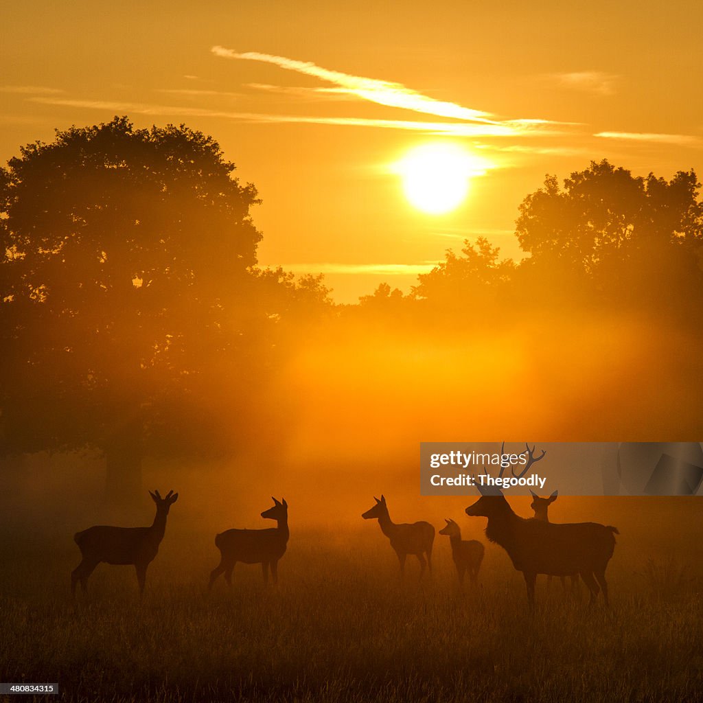 Herde von Rotwild bei Sonnenuntergang