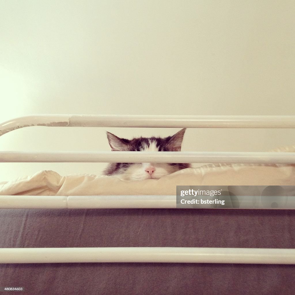 Cat sleeping on loft bed