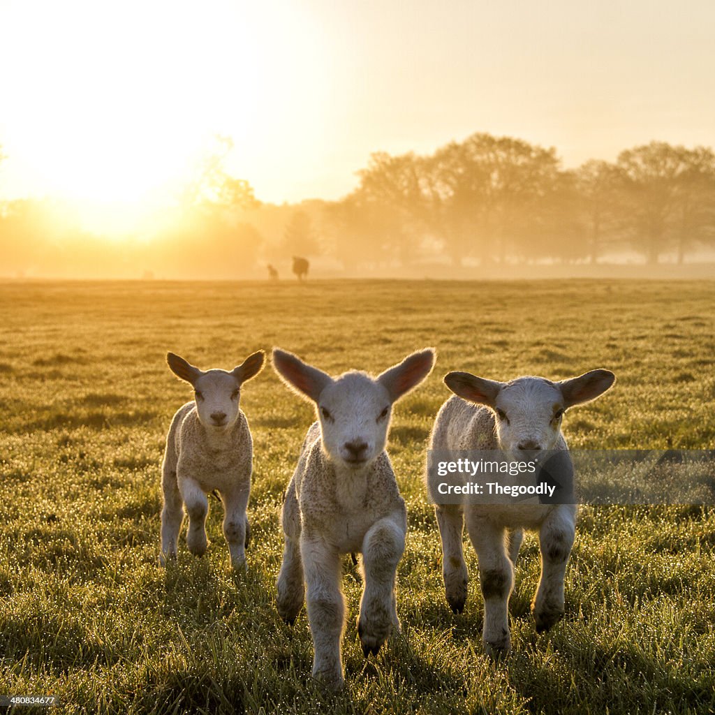 Three lambs running in a field at sunset, England, UK