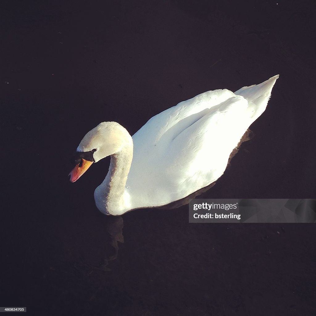 Swan on water