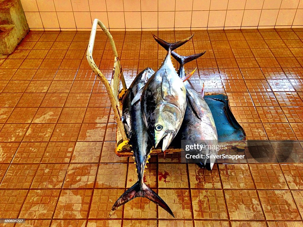 Dead fish on trolley in fish market, Muscat, Oman