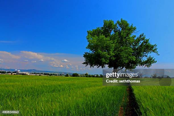 usa, idaho, bonneville county, idaho falls, tree in farmer's field on summer day - idaho falls stockfoto's en -beelden