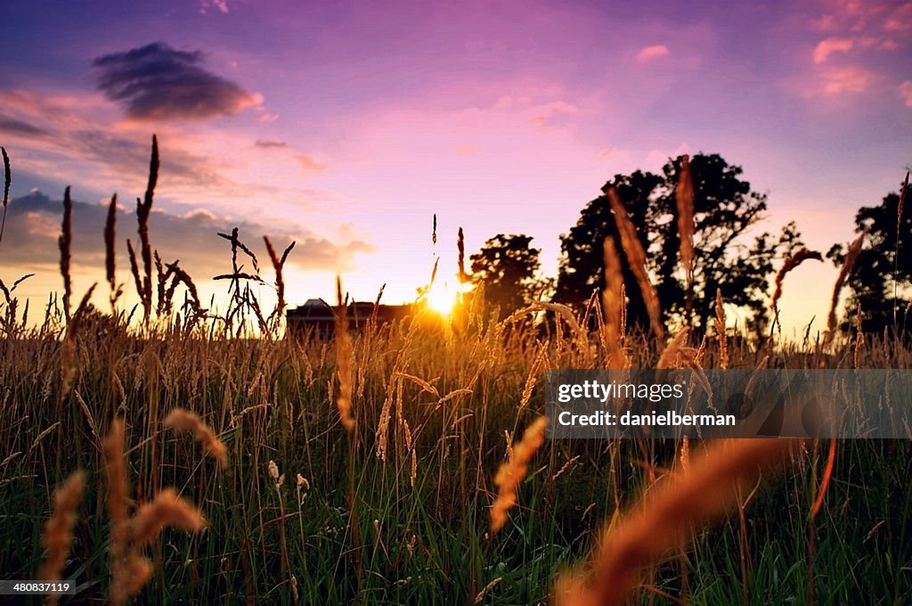 Champ au coucher du soleil