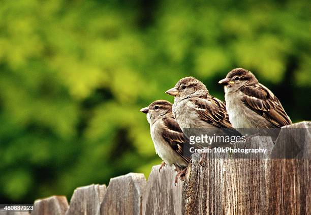 tres asamblea sparrows posición elevada en valla - gorrión común fotografías e imágenes de stock