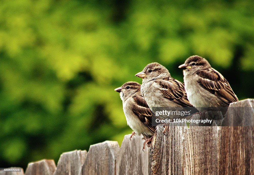 Três casas sparrows pousar na vedação