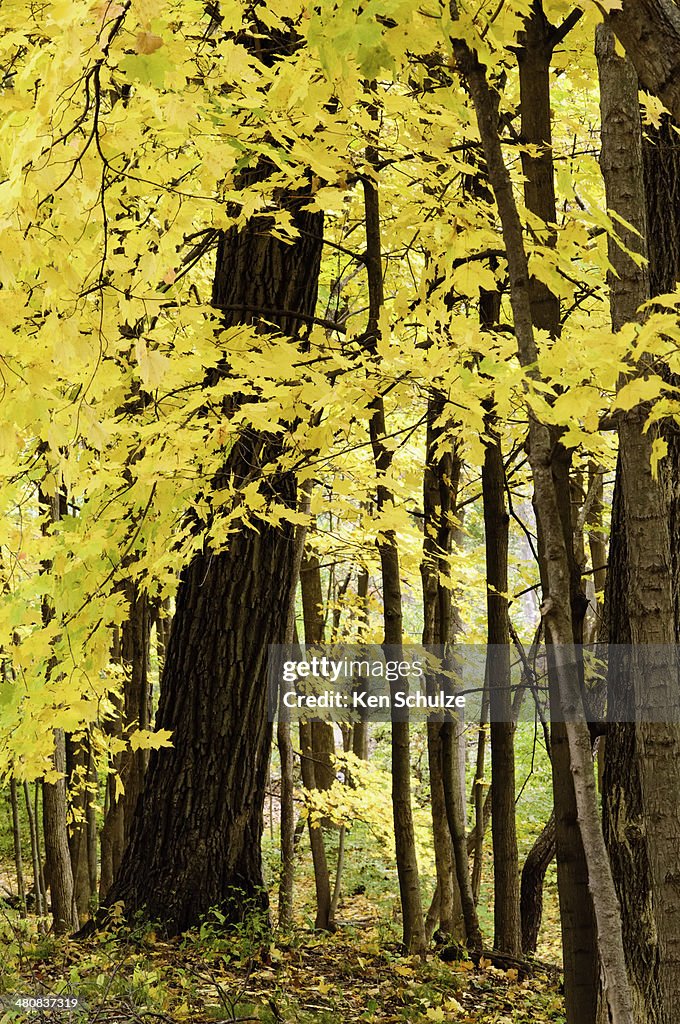 Trees with yellow leaves in autumn