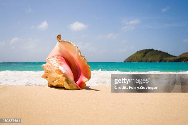 queen conch shell on sandy beach, rendezvous beach, antigua, caribbean - sea shells stock pictures, royalty-free photos & images