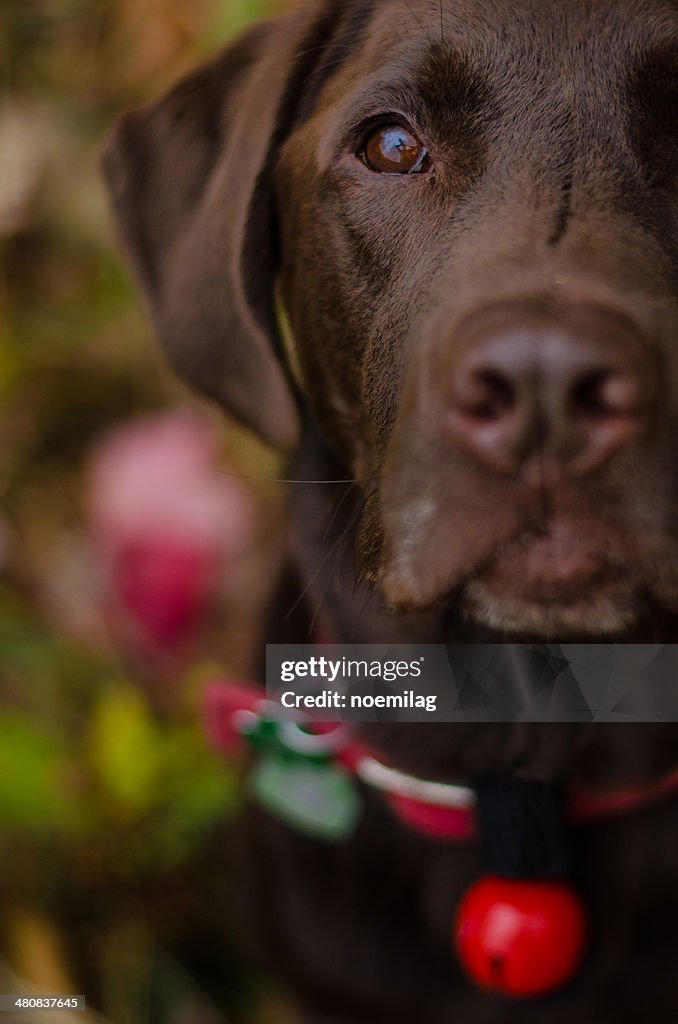 Portrait of a Chocolate Labrador retriever dog