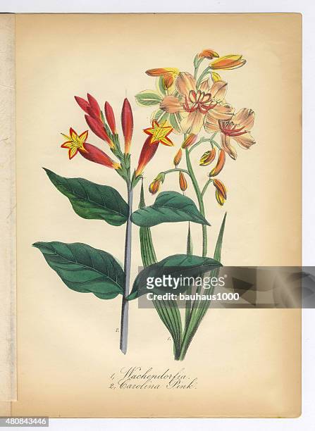 wachendorfia und canna carolina pink viktorianischen botanischen illustrationen - canna lily stock-grafiken, -clipart, -cartoons und -symbole