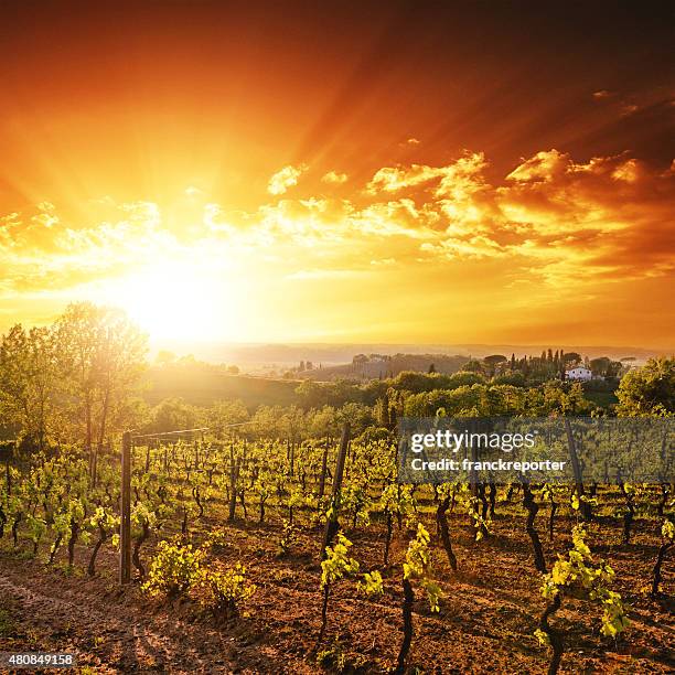 vineyard landscape at sunset - sonoma california stock pictures, royalty-free photos & images