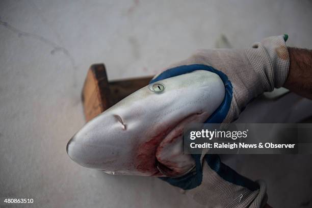 Chuck Bangley and his crew catch and measure a female Blacknose Shark during a research trip off the North Carolina coast near Cape Lookout on...