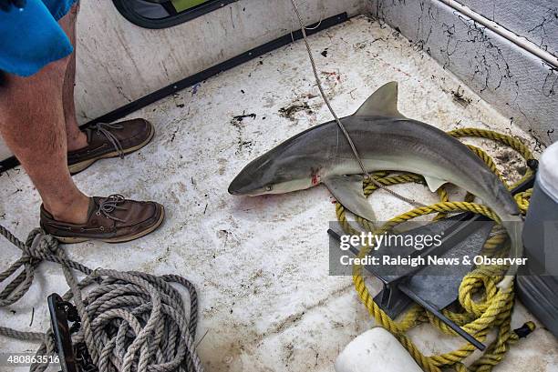 Chuck Bangley and his crew catch and measure a female Blacknose Shark during a research trip off the North Carolina coast near Cape Lookout on...