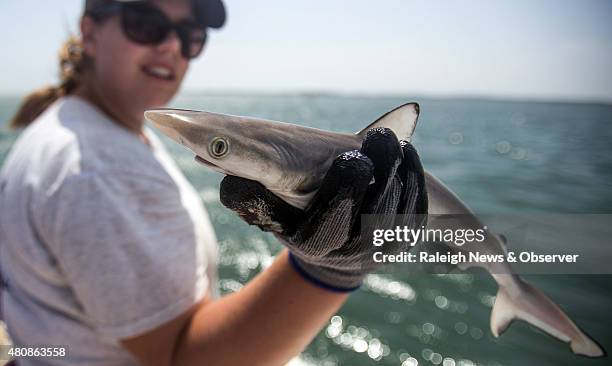 Samantha Ehnert, a graduate student at the University of North Florida, holds a young male Atlantic Sharpnose Shark near Cape Lookout in the Outer...