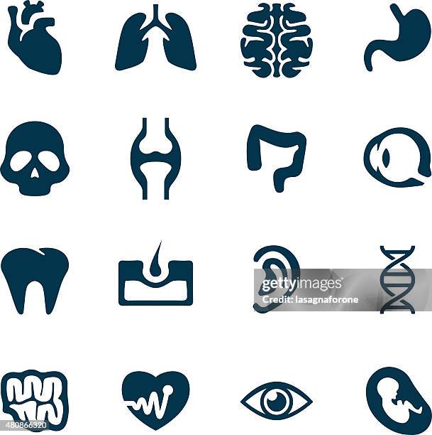 human icon set - fetus heart stock illustrations