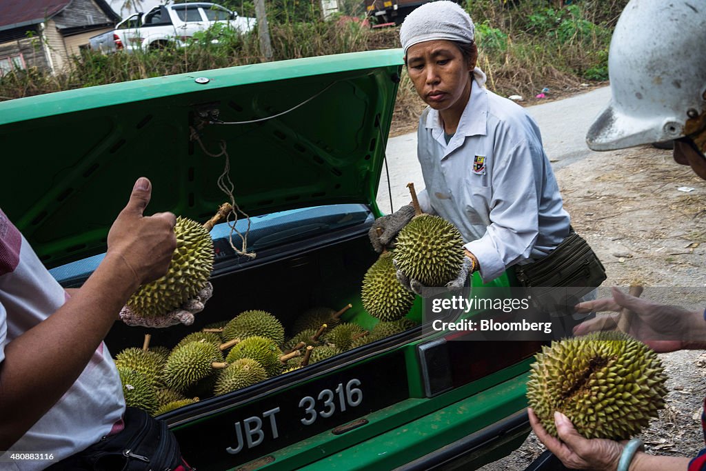 Southeast Asia's King Of Fruits Durian From Harvest To Retail