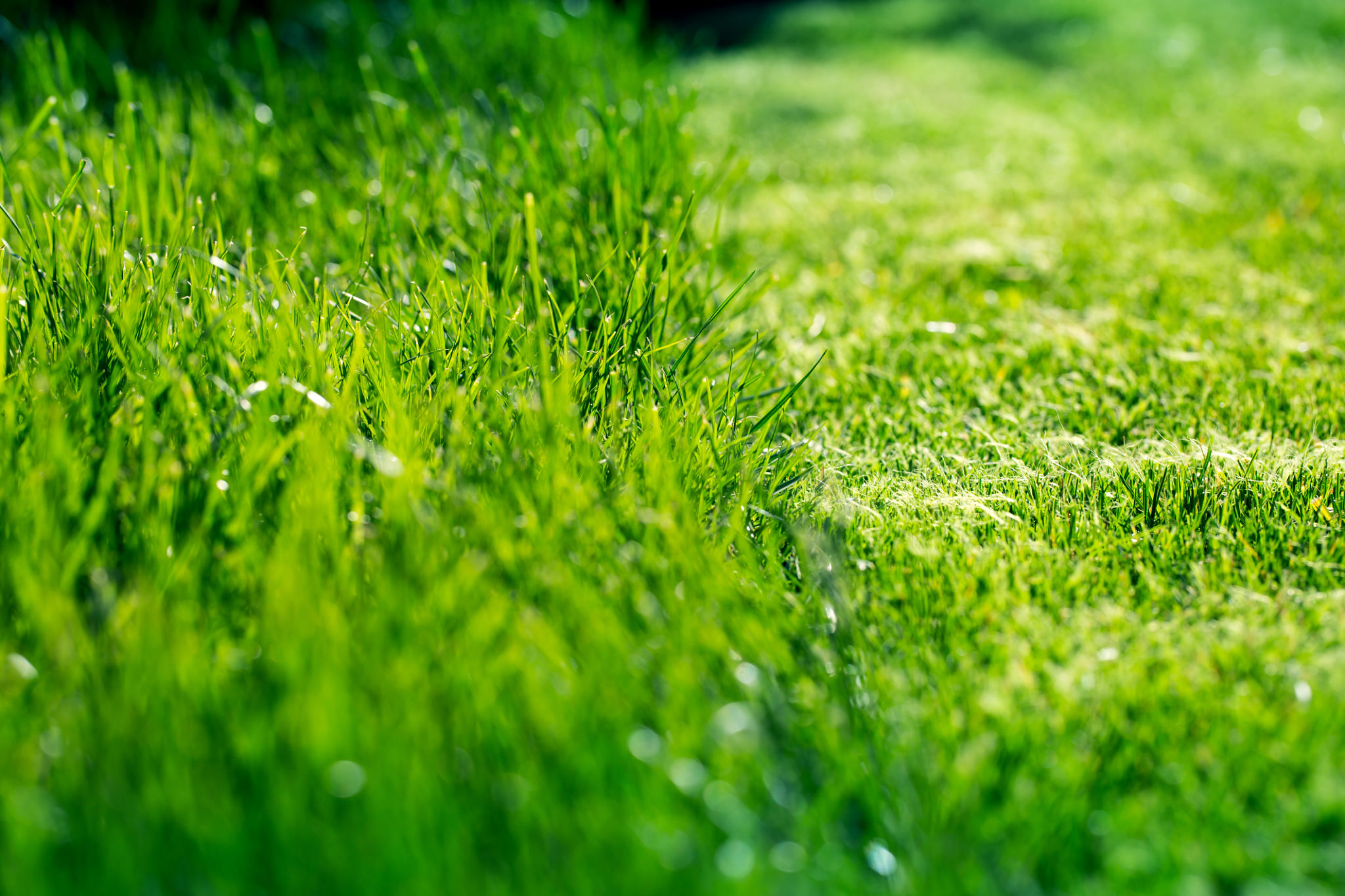 lawn care contract