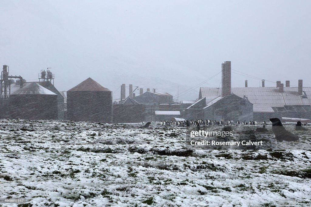 Abandoned Leith Harbour in snow storm.