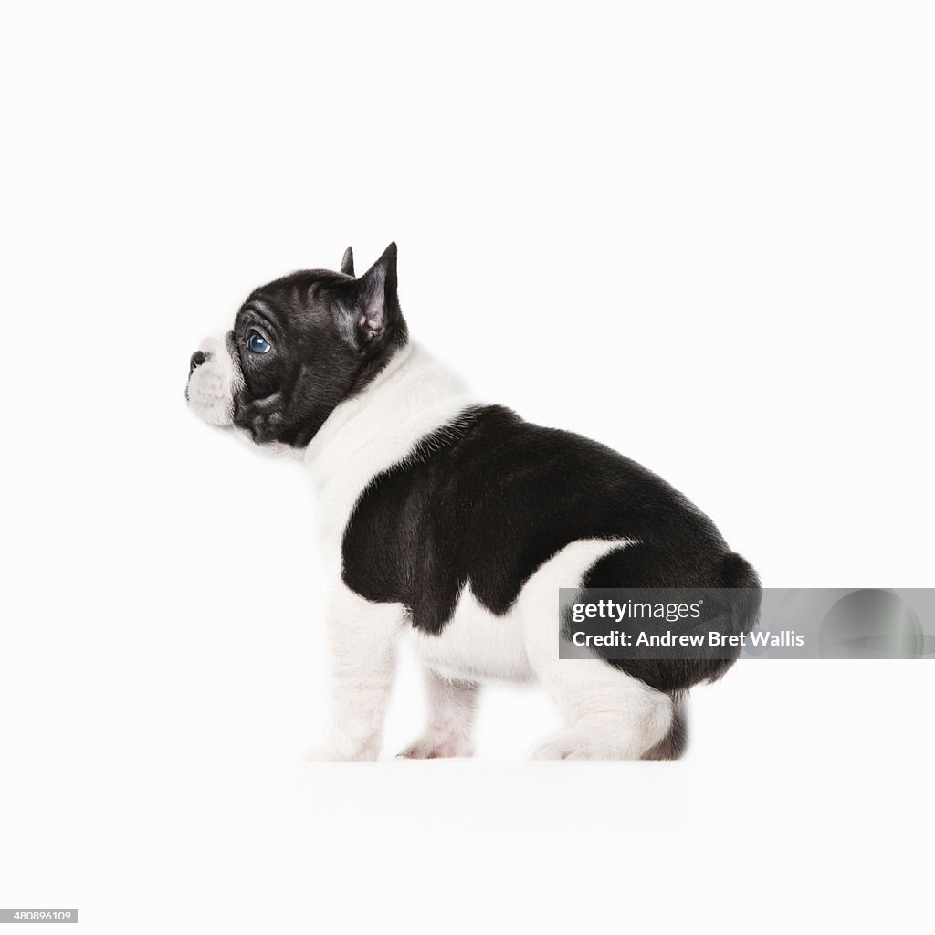 Side view of a Pedigree French Bulldog Puppy