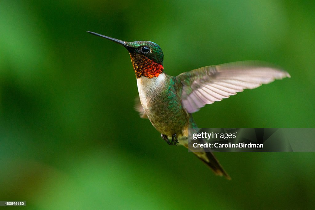 Fluttering Ruby Male Rubythroated Hummingbird Wings Fluttering High-Res Stock Photo ...