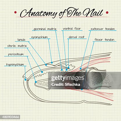 Anatomy Of The Nail High-Res Vector Graphic - Getty Images