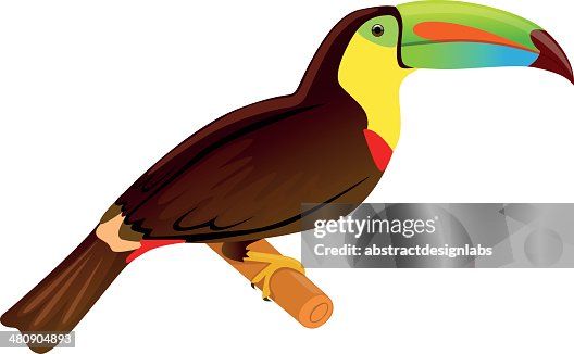Toucan Toucan