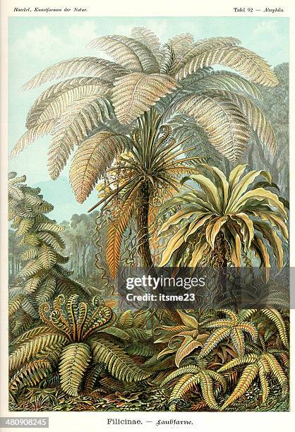 fauna kdn t092 alsophila - filicinae - bird's nest fern stock illustrations