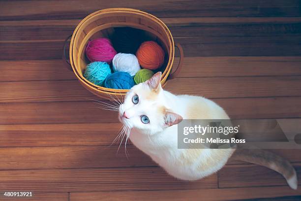 blue eyed white cat posed next to a basket of yarn - wollknäuel stock-fotos und bilder