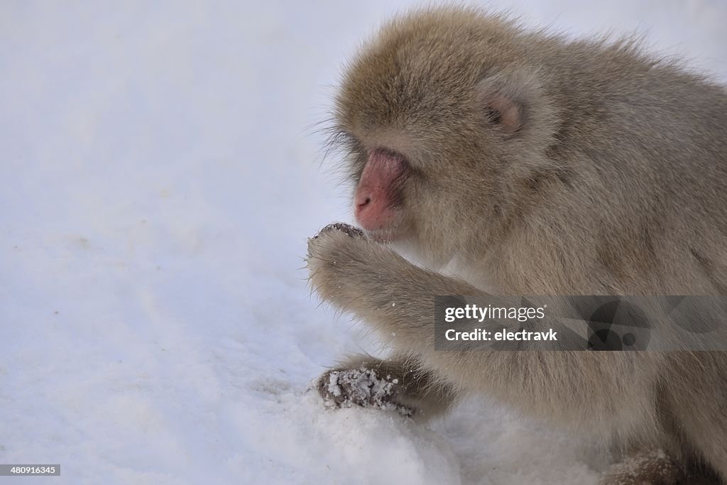 Snow monkey