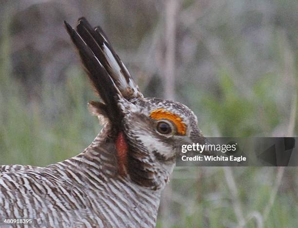 Male lesser prairie chicken is seen in Edwards County, Kan., April 18, 2012. The federal government designates the lesser prairie-chicken as...