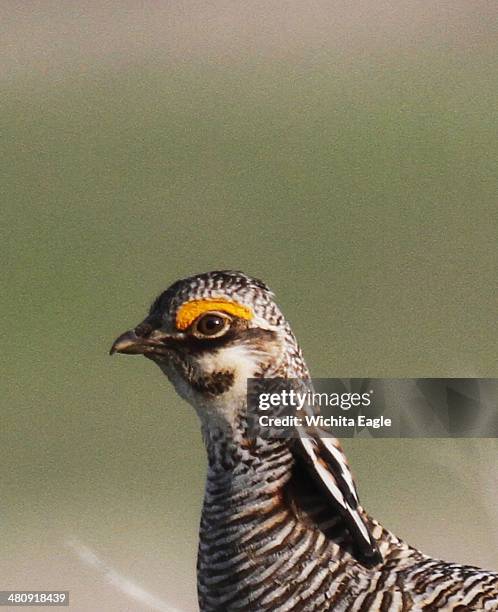 Male lesser prairie chicken is seen in Edwards County, Kan., April 18, 2012. The federal government designates the lesser prairie-chicken as...