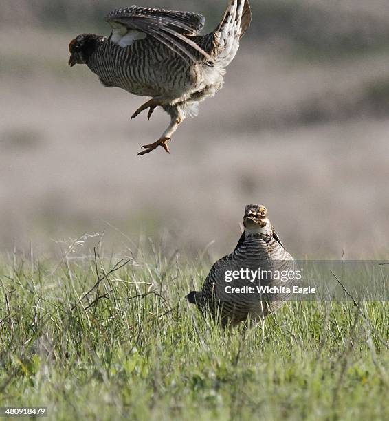 Lesser prairie chicken males fight for territory at a lek in Edwards County, Kan. The federal government designates the lesser prairie-chicken as...