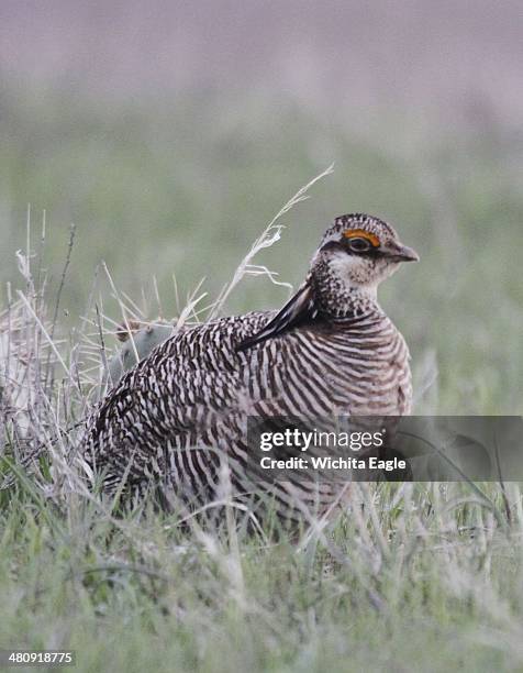 Male lesser prairie chicken in front of a yucca cactus. The bird's main habitat is short and mid-grass prairie, often with yucca, sage and cactus....