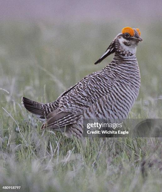 Male lesser prairie chicken is seen in Edwards County, Kan., April 18, 2012. The federal government designates the lesser prairie-chicken as...