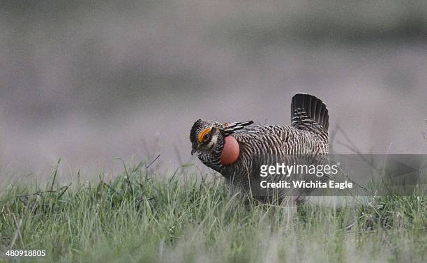 Male lesser prairie chicken displays on an Edwards County, Kansas lek April 18, 2014. For centuries, they've gathered daily in the same places for up...