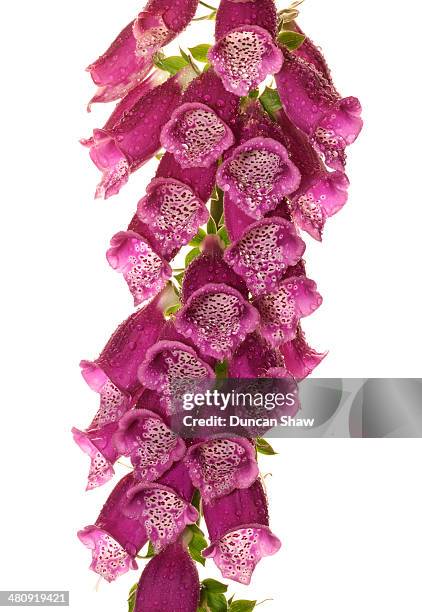 foxglove flowers - digitalis alba stock pictures, royalty-free photos & images