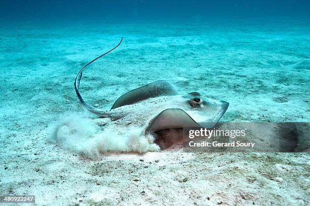 southern stingray taking off from the sand - stingray fotografías e imágenes de stock