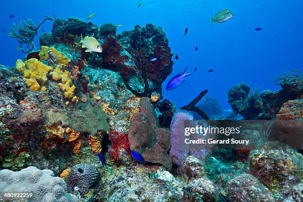 multi color sponges in cozumel - yucatan stock pictures, royalty-free photos & images