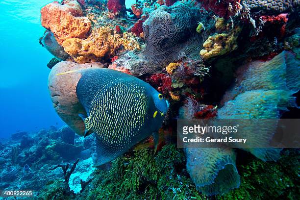 french angelfish feeding among corals - cozumel fotografías e imágenes de stock