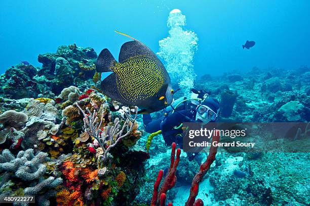 a french angelfish meets a scuba diver - cozumel-mexico stock pictures, royalty-free photos & images