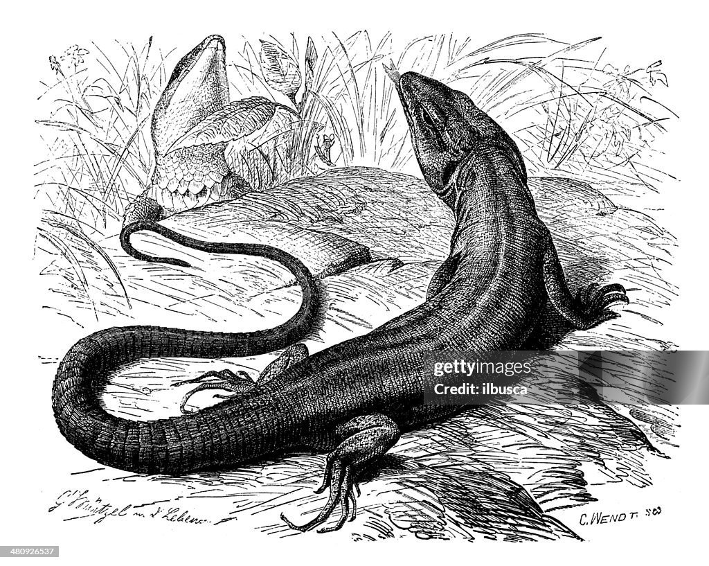 Antique illustration of European green lizard (Lacerta viridis)