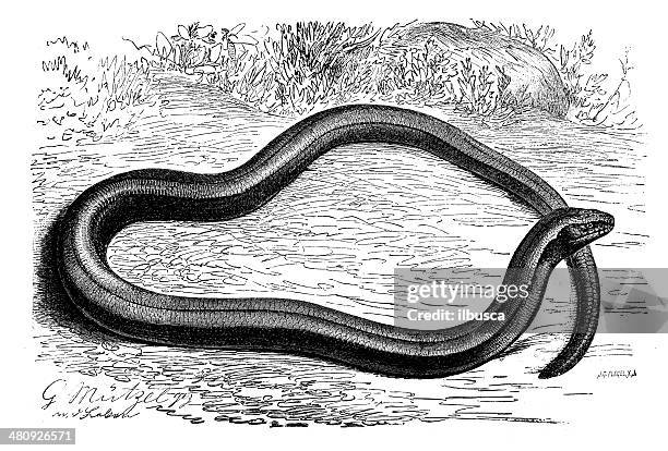 antique illustration of anguis fragilis (slow worm) - anguis fragilis stock illustrations