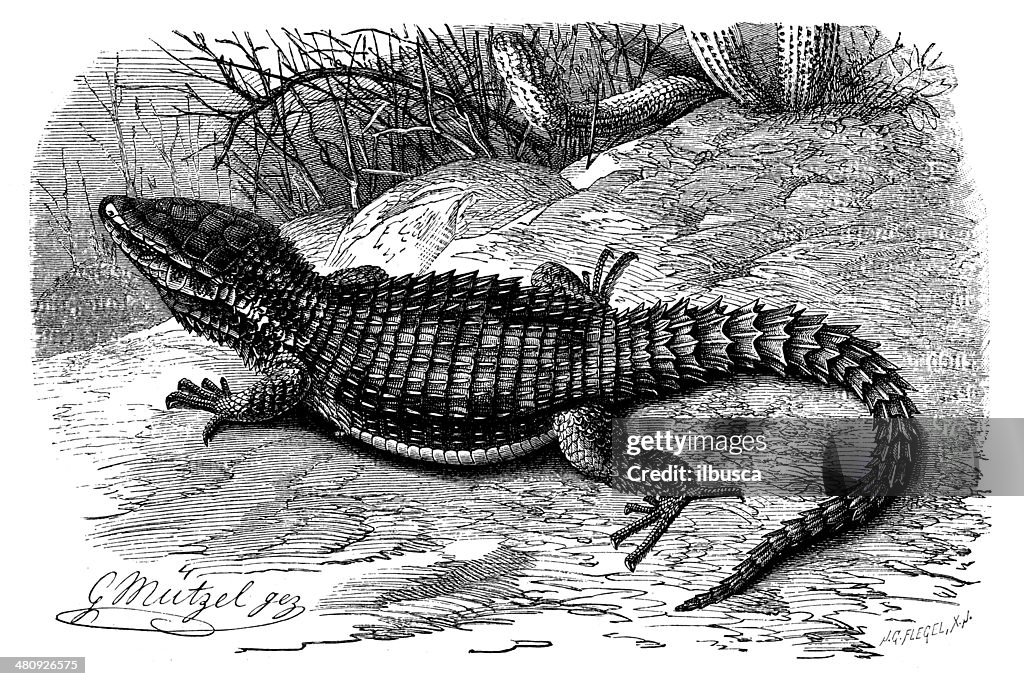 Anticuario ilustración de cordylus cordylus (Cape majestuoso lagarto)