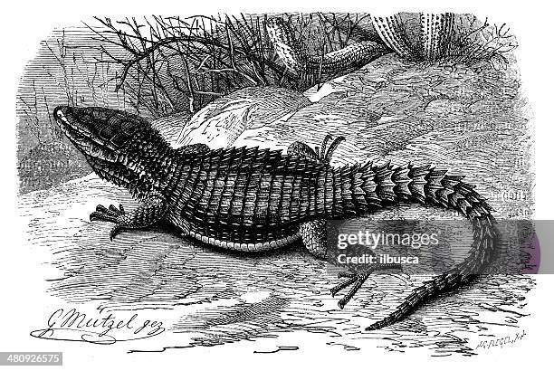 antique illustration of cordylus cordylus (the cape girdled lizard) - girdled lizard stock illustrations