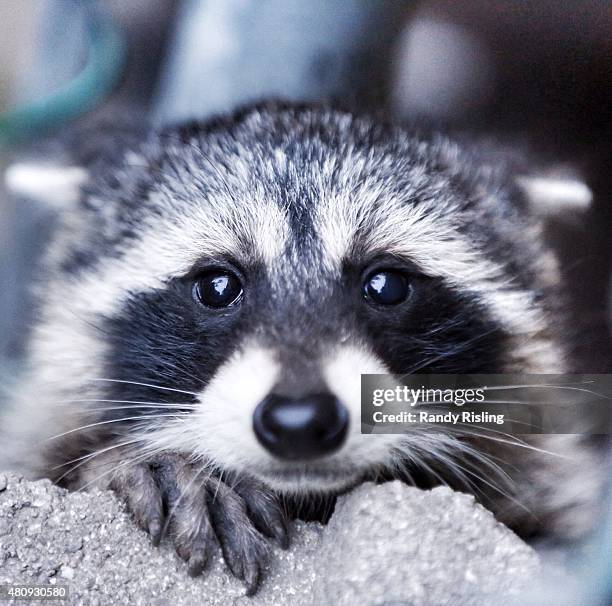 Baby Racooms Raccoon Babies Photos and Premium High Res Pictures - Getty Images