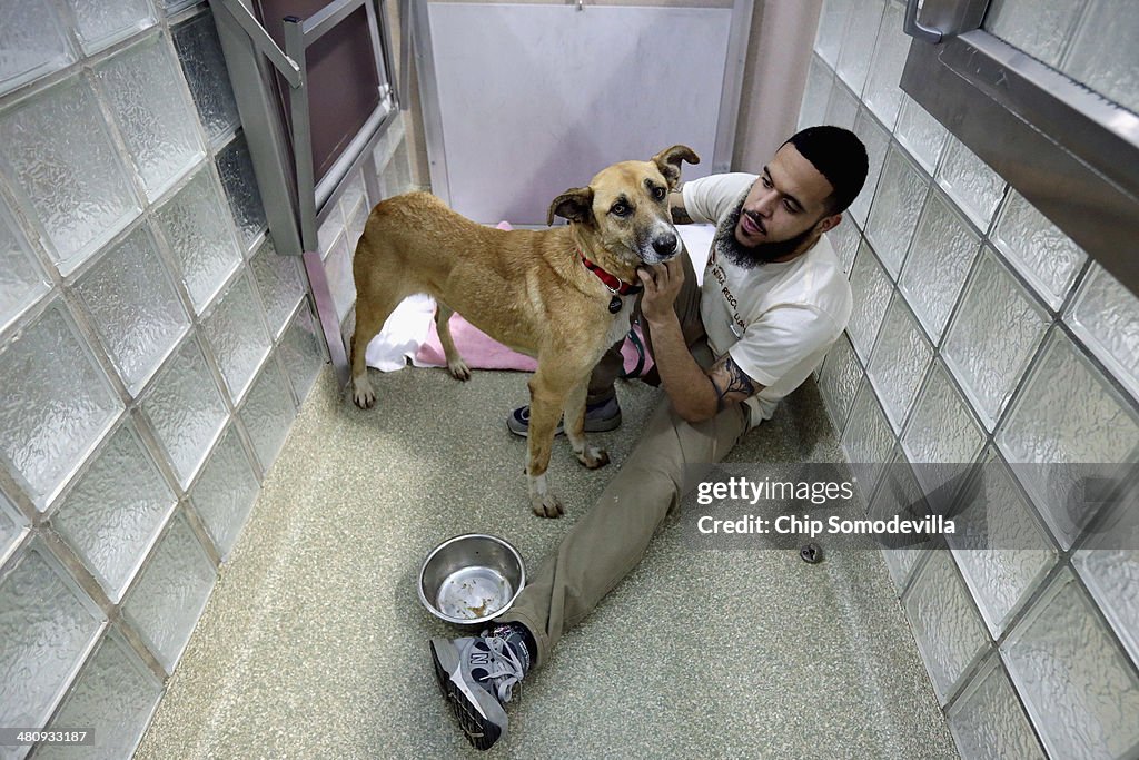 Abandoned Dogs Rescued From Sochi Arrive At Washington DC Rescue Shelter