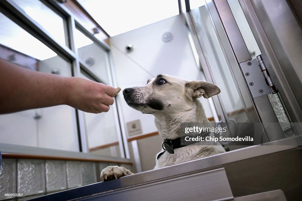 Abandoned Dogs Rescued From Sochi Arrive At Washington DC Rescue Shelter