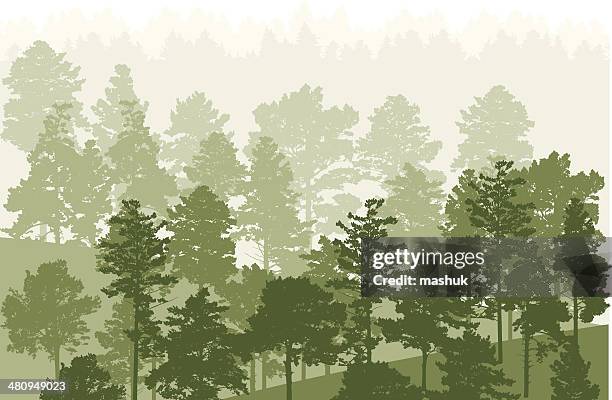 forest - pine forest stock illustrations